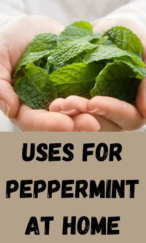 Peppermint Benefits, Peppermint Plant, Peppermint Herb, Growing Cilantro, Peppermint Plants, Growing Healthy Hair, Medicinal Herbs Garden, Pimples Remedies, Mint Plants