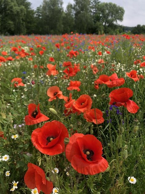 Poppy Flower Painting, Wild Poppies, Aesthetic Garden, Garden Decor Ideas, Garden Aesthetic, Poppy Painting, Nothing But Flowers, Flower Therapy, Language Of Flowers