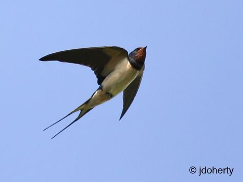 Swallow in flight Swallows In Flight, Swallow Flying, Swallow Silhouette Flying, Swallows Flying, Swallow In Flight, Swallows Of Capistrano, Barium Swallow, Swift Bird, Bird Barn