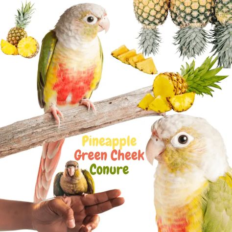 Pineapple Green Cheek Conure Information (With Pictures) Conure Pineapple Green Cheek Conure, Pineapple Conure, Bird Room, Green Cheek Conure, Conure Parrots, Personalities, Parrot, Sofia, Pineapple