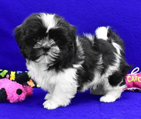 Trixy is a Female Shih Tzu puppy for sale at PuppySpot. Call us today to learn more (reference 687590 when you call). Female Shih Tzu, Black Shih Tzu, Shih Tzu Puppies, Puppy Kisses, Shih Tzu Puppy, Shih Tzu Dog, Puppy For Sale, Shih Tzus, New Puppy