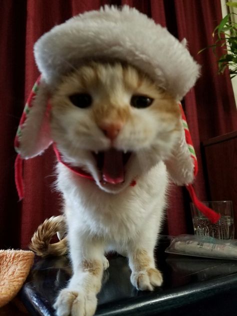 This is my cat in a Christmas mad bomber hat!!(she's yawning) Funny Videos Of Cats, Cat Pfps, Animals Aesthetic, Aesthetic Cats, Cat Drawings, Cartoon Profile, Cats Funny, Cartoon Profile Pics, Profile Pics