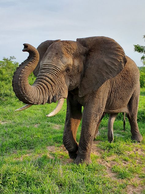 Animals Pictures Photography, Picture Of An Elephant, African Animals Photography, Elephant Sketch, Apple Picture, Elephant Photography, The Lion Sleeps Tonight, Elephant Pictures, Elephants Photos