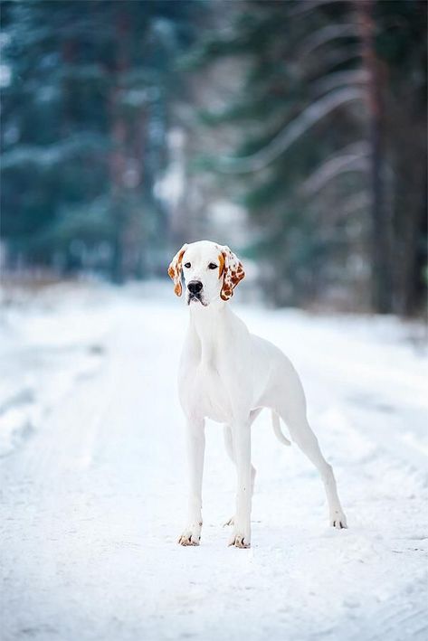 English Pointer Dog, English Pointer, Pointer Puppies, Pointer Dog, Puppies And Kitties, Train Your Dog, Dog Rules, How To Train, Hunting Dogs