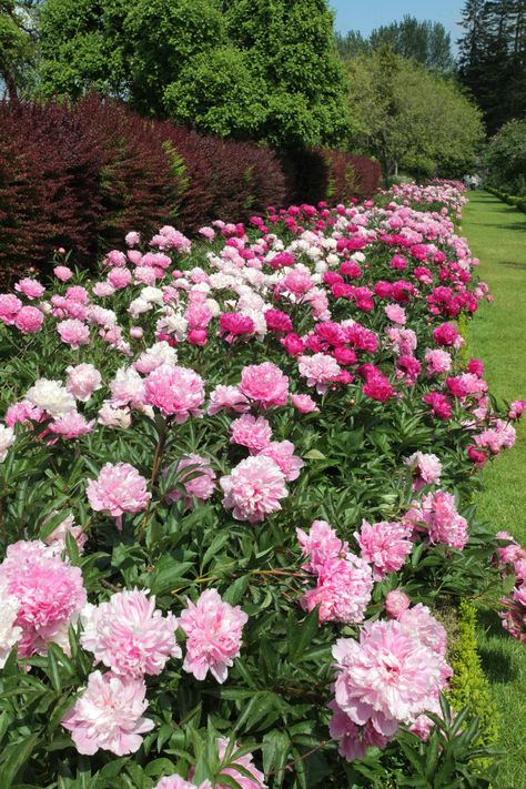 Backyard Peony Garden, Peony Bush, Backyard Plan, Cut Flower Garden, Peonies Garden, Pink Garden, English Rose, Dream Backyard, Landscaping Plants