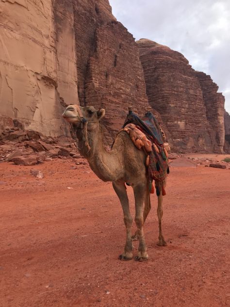 Petra Jordan Aesthetic, Jordans Aesthetic, Jordan Country, Desert Travel, Petra Jordan, Wadi Rum, Travel Tourism, Travel Inspo, Travel Bucket List