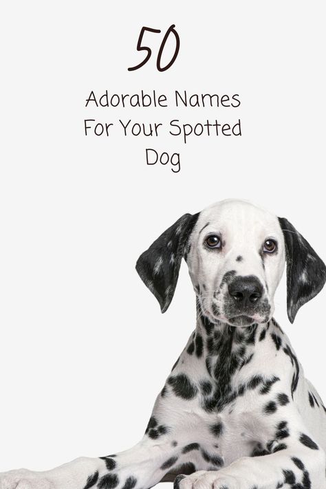 Is your new pup as unique as a 'Mochi' or as playful as 'Bubbles'? 🌟 

Explore our list of 50 delightful names for spotted dogs and find the perfect match for your four-legged friend's personality Witchy Names, Nature Names, Spotty Dog, Spotted Dog, Spotted Animals, Puppy Day, Dalmatian Puppy, Tiny Dogs, Dog Parents