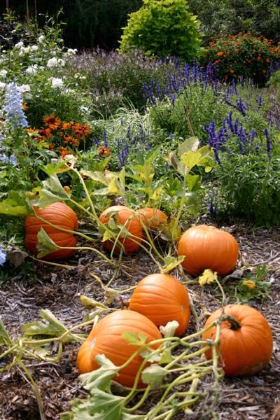 Fall Gardening Ideas, Food Forest Garden, Ideas Garden Design, Fall Gardening, Ella Enchanted, Pumpkin Garden, Vegetable Plants, Garden Harvest, Veg Garden