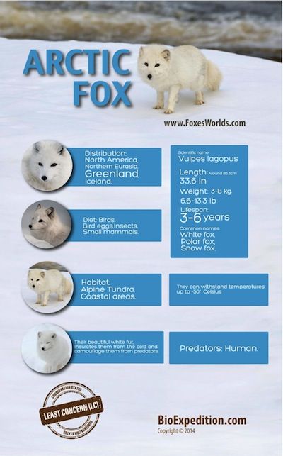 Arctic Fox infographic Arctic Fox Diorama, Fox Facts For Kids, Polar Environment, Zoology Career, Fox Habitat, Frozen Kingdom, Habitat Project, Arctic Habitat, Fox Facts