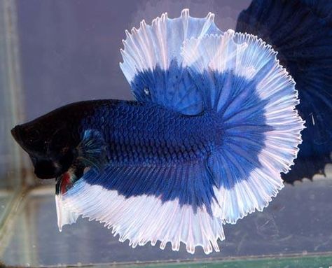 royal blue halfmoon betta fish Siamese Fish, Fish Animal, Cr7 Wallpapers, Pretty Fish, Beta Fish, Water Animals, Exotic Fish, Beautiful Fish, Freshwater Aquarium