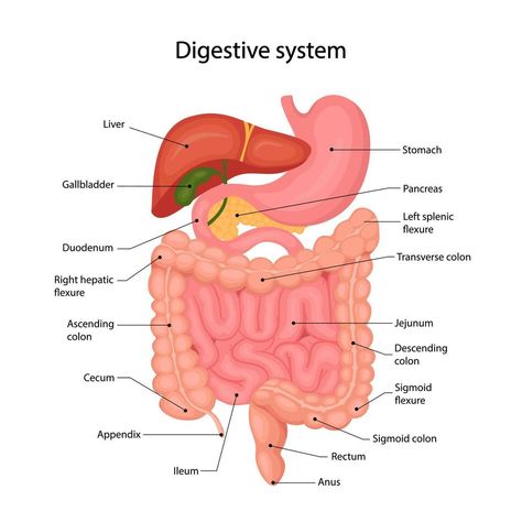 Anatomy of the human digestive system with a description of the corresponding internal parts. Vector illustration in cartoon style Digestive System Parts, Digestive System Project, Best Cartoon Movies, The Human Digestive System, Human Digestive System, The Respiratory System, Cell Model, Nursing Mnemonics, The Digestive System