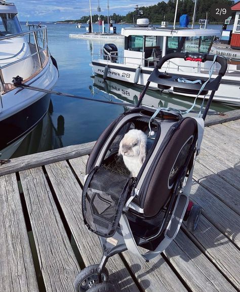 To ensure your pet's comfort and security, biyaya bunny strollers are made of lightweight yet highly durable materials. Our rabbit pet stroller is SGS-certified, licensed, offers durability and safety standards, is easy to clean, and has repairable parts. With these advantages, exploring new places with your bunny will be a memorable experience while preventing injury from poor DIY pet strollers. Rabbit Accessories Pet, Rabbit Stroller, Bunny Stroller, Bunny Travel, Bunny Homes, Bunny Things, Rabbit Stuff, Wood Bunny, Rabbit Accessories