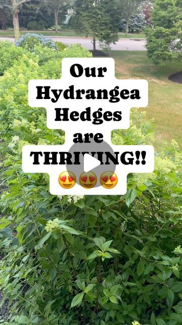 All the Gardening Things on Instagram: "The two hydrangea hedges I planted last year are almost in bloom!!! Check them out!!!" Hydrangea Hedges, Hydrangea Hedge, Gardening Flowers, July 12, In Bloom, Hedges, The Two, Hydrangea, Flower Garden