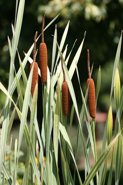 10 Invasive Pond Plants You Need to Know Cattails Plant, Swamp Flowers, Cattail Plant, Swamp Plants, Lake Plants, Wetland Plants, Grass Plants, Natural Swimming Ponds, Smooth Transitions