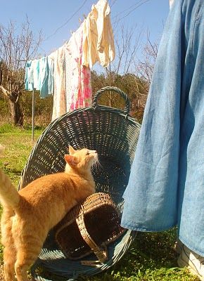 . Era Victoria, Clothes Hanging, Ginger Cats, Orange Cat, Clothes Line, Crazy Cat Lady, 귀여운 동물, Country Living, Country Life