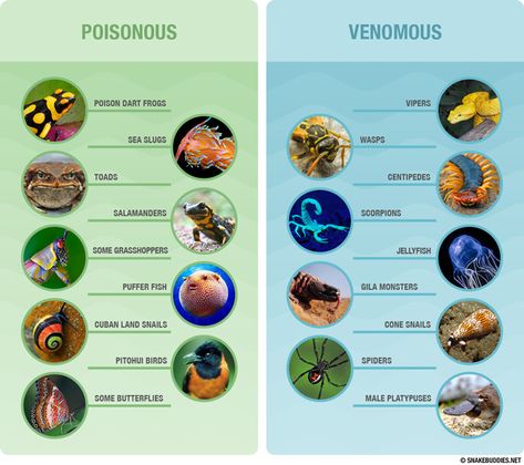 List of animals that are poisonous or venomous. Full article at http://snakebuddies.net/2014/08/18/did-you-get-stung-by-a-poisonous-snake/ Poison Animals, Bird Spider, Poisonous Animals, Venomous Animals, The Day We Met, Spider Venom, Poisonous Snakes, Gila Monster, Cool Snakes