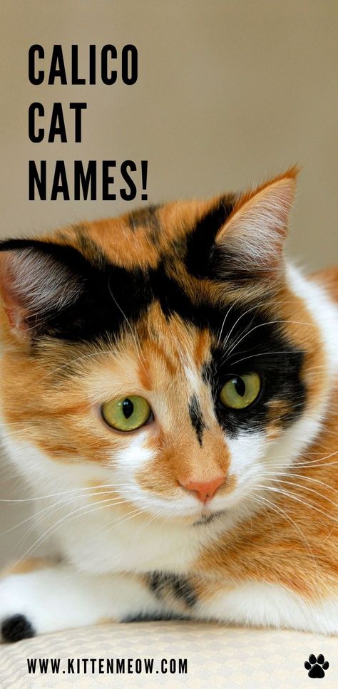 Female Cat Names Unique, Calico Cat Names, Calico Cat Facts, Cat Breeds List, Boy Cat Names, Girl Cat Names, Unique Cat Names, Cute Cat Names, List Of Names