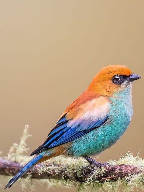 Birds Photography Nature, Bird Facts, Most Beautiful Birds, Nature Birds, Bird Pictures, Exotic Birds, Bird Drawings, Pretty Birds, Bird Illustration