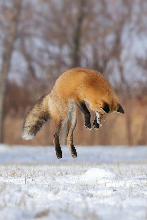 Fox Jumping, Fox In Snow, Jumping Fox, Fox Trot, Fox Artwork, Fox Pictures, Foxes Photography, Fox Hunting, Reference Pictures