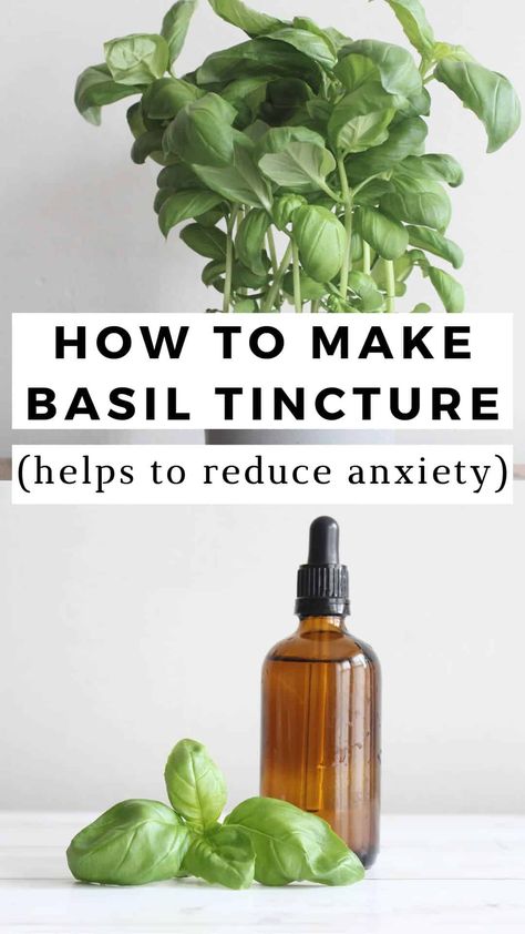 Tonics And Tinctures, Medicinal Uses For Basil, How To Make Basil Essential Oil, Basil Tincture Recipe, Basil Medicinal Uses, Oregano Tincture Benefits, Basil Tincture Benefits, Tinture Recipes, Tinctures For Beginners