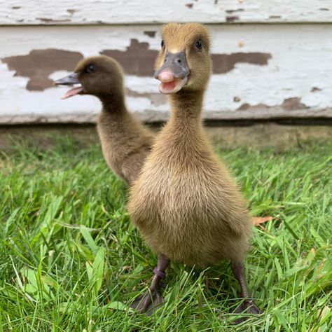 Khaki Campbell Ducks, Geese Breeds, Ducks And Geese, Hero Comic, Duck Breeds, Egg Production, Pest Control, Weeding, Ducks