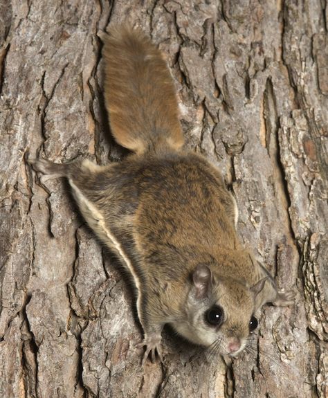 Aesthetic Squirrel, Squirrel Aesthetic, Squirrel Wallpaper, Flying Squirrels, Flying Squirrel, Chinchillas, Cute Animal Pictures, Animal Tattoos, Squirrels