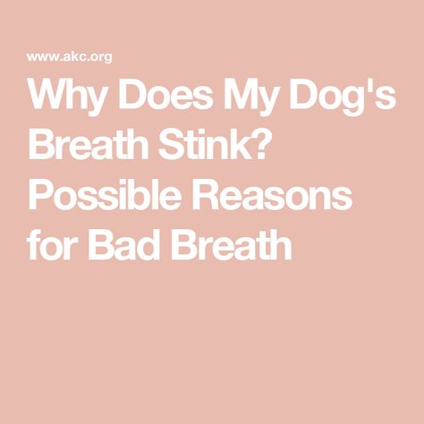 Why Does My Dog's Breath Stink? Possible Reasons for Bad Breath Stinky Dog Breath, Bad Dog Breath, Stinky Dog, Dog Dental Health, Detection Dogs, Dog Breath, Farm Dogs, Dog Dental, Dog Nutrition