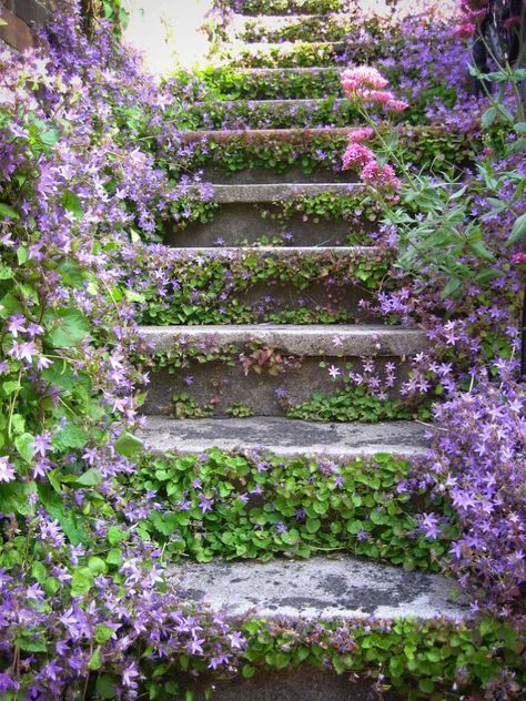 Stone Steps with Ground Cover Flowers Ground Cover Flowers, Gif Lovers, Country Garden Decor, Walkways Paths, Desain Lanskap, Cottage Garden Design, Garden Steps, Fotografi Alam Semula Jadi, The Secret Garden