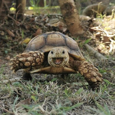 Tortoise Aesthetic, Tortoise Photo, Tortoise Photography, Tortoise Pictures, Turtle Pet, Pet Tortoise, Tortoise Drawing, Tortoise Tattoo, Cute Tortoise