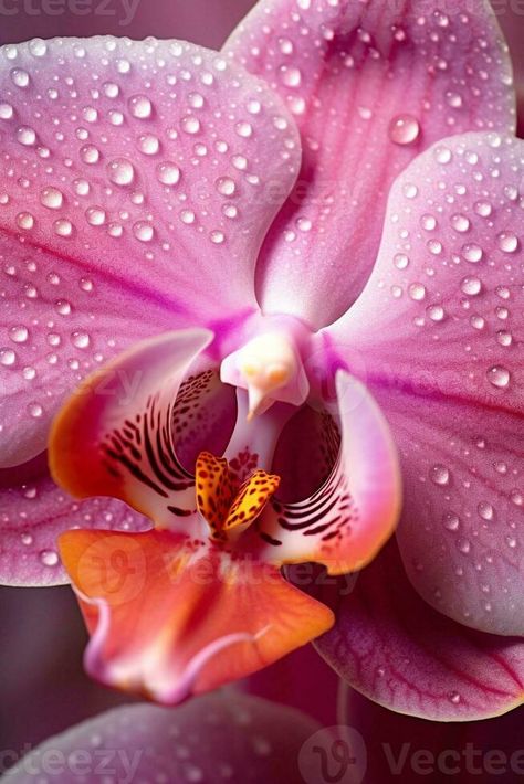 AI Generative Pink orchid flower macro closeup Up Close Flower Photography, Orchid Close Up, Orchid Flower Photography, Orchids Photography, Aura Flower, Macro Flower Photography, Flower Photography Art, Orchid Mantis, Orchid Photography