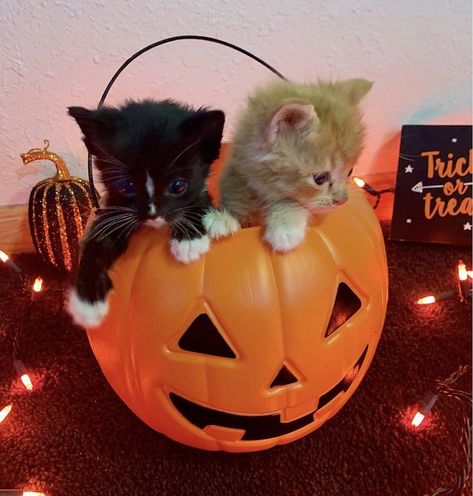 Halloween Names For Cats, Cute Halloween Pfp, Pumpkin Cats, Halloween Core, Cat In Pumpkin, Fall Cat, Helloween Wallpaper, Halloween Parejas, Halloween Kitty