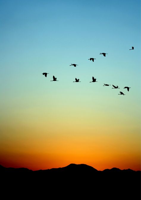 Birds Flying In The Sky Pictures, Birds Taking Flight, Birds Flying Aesthetic, Birds Flying In The Sky, Flock Of Birds Flying, Birds Sunset, Psalm 65, Bird Flight, Sunset Skies