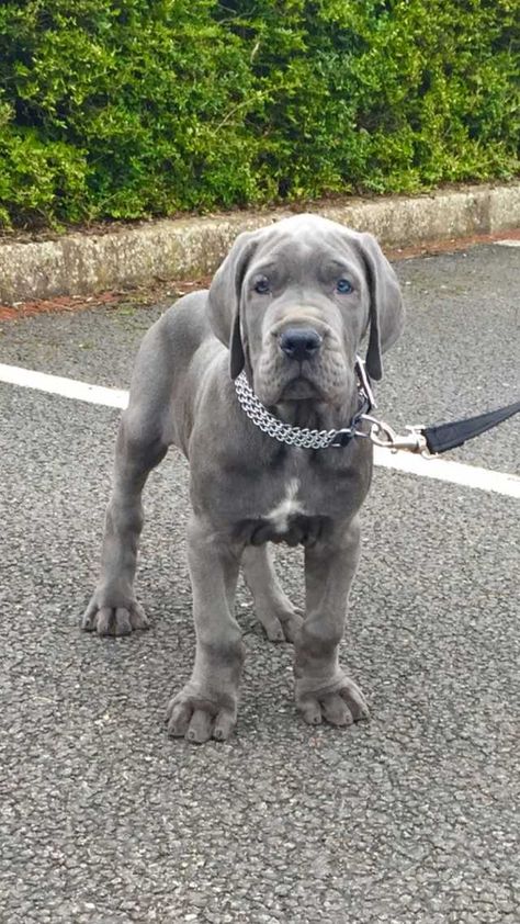 Blue Great Dane puppy - Imgur Blue Great Dane Puppies, Velcí Psi, Blue Great Dane, Ras Anjing, Cute Dog Costumes, Blue Great Danes, Dane Puppies, Psy I Szczenięta, Great Dane Puppy