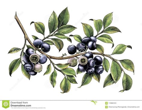 Blueberry Images, Blueberry Branch, Branch Drawing, Drawing Vintage, Vintage Clip Art, Botanical Illustration Vintage, Clip Art Vintage, Plant Illustration, Hand Drawing