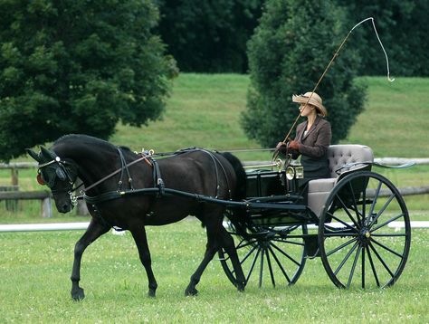 carriage dressage 2 | by Martina V. Horse And Buggy Carriage, Rare Horse Colors, Horse And Wagon, Driving Horses, Carriage Horse, Horse Wagon, Horse Cart, Horse Drawn Carriage, Carriage Driving