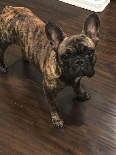 Reverse Brindle French Bulldog.  Brondo the Frenchie ❤️ Black And Brown French Bulldog, French Bulldog Brindle, Brindle Frenchie, French Bulldog Puppy Black, French Bulldog Brown, French Bulldog Full Grown, Brindle French Bulldog, Grey French Bulldog, Chill Life