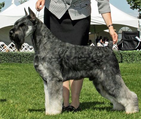 Skansen Kennels - Pepper Salt Giant Schnauzer Schnauzer Breed, Schnauzer Grooming, Standard Schnauzer, Miniature Schnauzer Puppies, Giant Schnauzer, Giant Dogs, Schnauzer Puppy, Popular Dog Breeds, Most Popular Dog Breeds