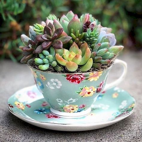 succulent garden indoor; succulent garden DIY; succulent arrangements; succulent arrangement indoor. Mini Garden Ideas, Kaktus Dan Sukulen, Teacup Gardens, Succulent Garden Indoor, Tanaman Pot, Teacup Crafts, Jardim Diy, Gubahan Bunga, Succulent Garden Design