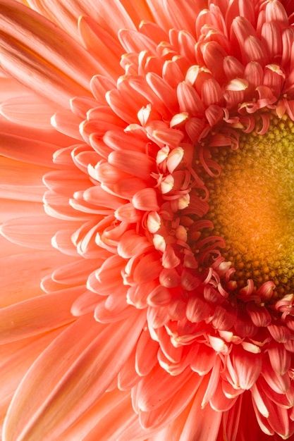 Close-up coral colored plant Flowers Close Up, Floral Photography Nature, Natural Forms Gcse, Aesthetic Bg, Close Up Art, Paintings Wall Decor, Nature Paint, Landscapes Beautiful, Big Painting