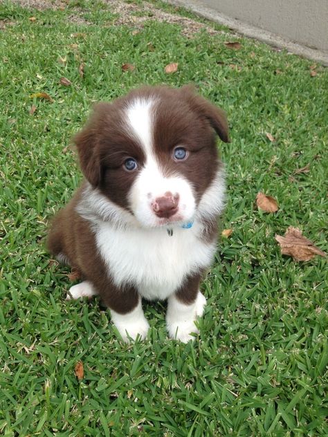 Brown Border Collie, Red Border Collie, Smartest Dog Breeds, Collie Puppies, Border Collie Puppies, Cute Dog Pictures, Love My Dog, Yorkshire Terrier Puppies, Australian Shepherds