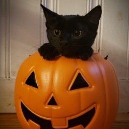 Feline, Black Cat, Halloween, 10 Things, Closet