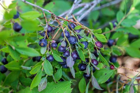 How To Identify Huckleberries- What A Huckleberry Bush Looks Like- Huckleberry Picking - We Live A Lot Huckleberry Bush, Huckleberry Plant, Fruit Bearing Trees, Oregon Grape, Berry Plants, Plants To Grow, Plant Seeds, Blush Flowers, How To Attract Hummingbirds