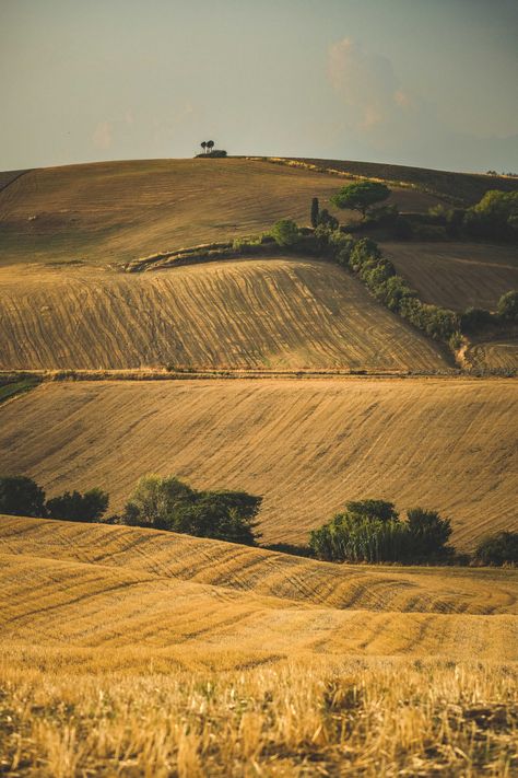 Fields Of Barley, Farmland Aesthetic, Agriculture Aesthetic, Farmland Landscape, Rural Aesthetic, Rye Field, Hill Aesthetic, Hill Landscape, Farm Fields