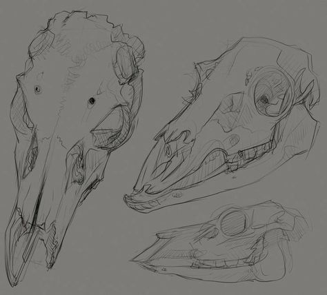 Deer Skull Drawing, Animal Skull Drawing, Skull Drawing Sketches, Doodle Sheet, Deer Skull Art, Anatomy Studies, Deer Drawing, Skull Sketch, Skulls Drawing