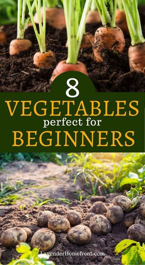 Easiest Vegetables To Grow, Growing Vegetables In Pots, When To Plant Vegetables, Vegetables To Grow, Easy Vegetables To Grow, Small Vegetable Gardens, Vegetable Garden Planning, Vegetable Garden For Beginners, Vegetable Garden Diy