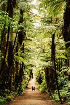 Landscaping 101, Rotorua New Zealand, New Zealand North, Redwood Forest, Rotorua, New Zealand Travel, Road Trip Itinerary, Queenstown, Fotografi Potret