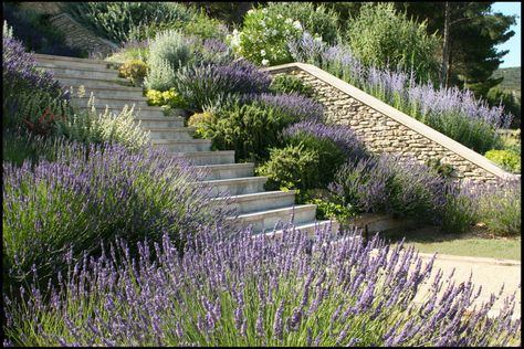 Completed stone steps and side walls with lavender planting. Designed by Alex Dingwall-Main. Click below to return to Alex Dingwall-Main's website www.alexdingwallmain.com Terraced Garden, Provence Garden, Stone Steps, Garden Stairs, Hillside Landscaping, Dry Garden, Sloped Garden, Garden Design Layout, Garden Steps