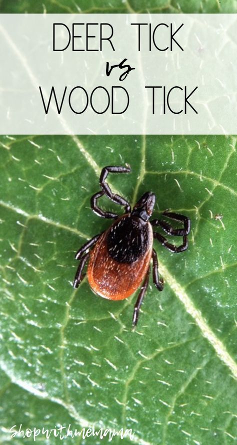 Deer Tick vs Wood Tick, what's the difference? #woodtick #ticks #deerticks #woodticks #health #wellness #tips Remove Ticks From Humans, Deer Tick Bite, Ticks On Humans, Wood Tick, Ticks On Dogs, Deer Ticks, Tick Removal, Tick Bite, American Dog