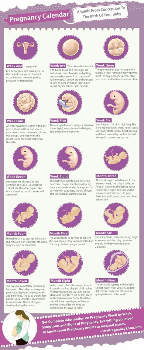 Pregnancy calendar 5 Weeks Pregnant, Disiplin Anak, Pregnancy Timeline, Pregnancy Facts, Pregnancy Calendar, Pregnancy Info, Pregnancy Guide, Baby Stage, Pregnancy Health