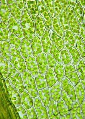 Microscope Art, Plant Cells, Science Clipart, Microscopic Photography, Microscopic Images, Paper Background Design, Bio Art, Organic Art, Plant Cell